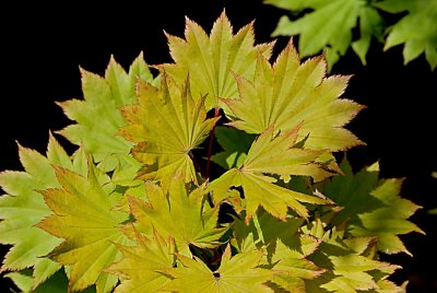Acer shirasawanum 'Aureum'- javor Shirasawův - listy
